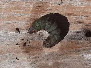 Jacquelien 05 Windepijlstaart